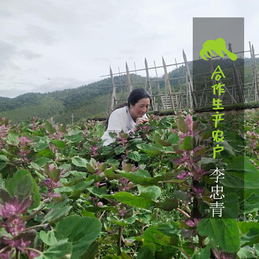 生态藜麦 | 合作生产 *Eco quinoa  | Coproduction 商品图1