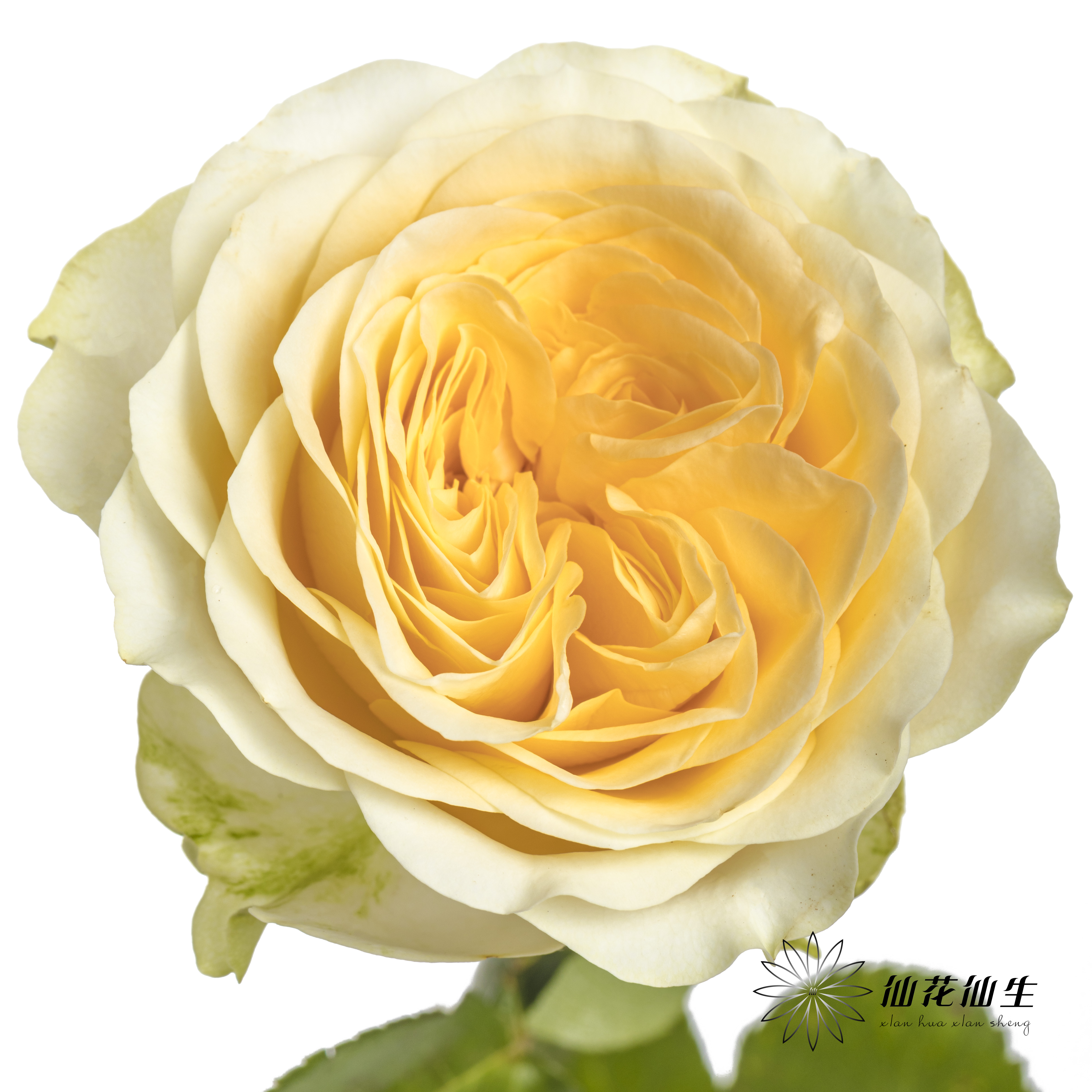 单头玫瑰 | 奶油杯