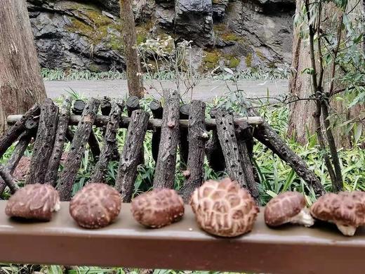 神农架椴木香菇  500克 商品图5