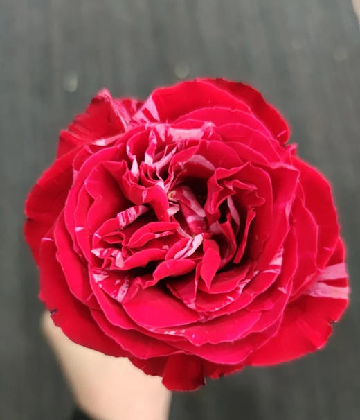 幸运女神稀有玫瑰9支送1支份买2份减20元寓意幸运降临