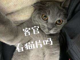 芝麻小剧场：总有一些喵，在讨打的路上