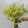 「单品花材」茴香花 商品缩略图1