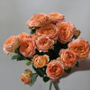 「单品花材」杏色蕾丝多头玫瑰 商品缩略图2