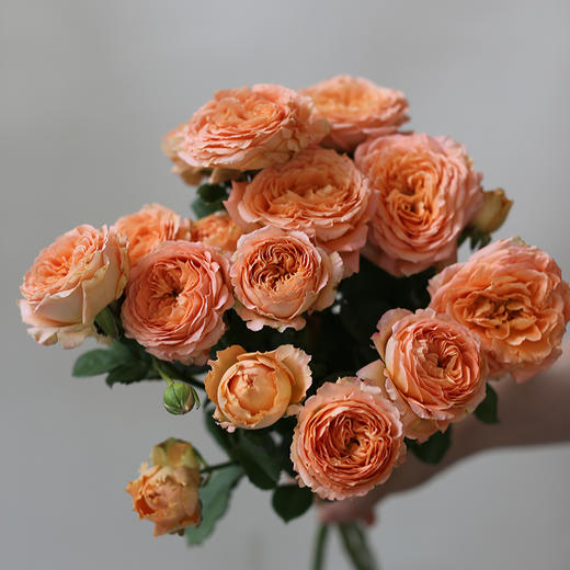 「单品花材」杏色蕾丝多头玫瑰 商品图2