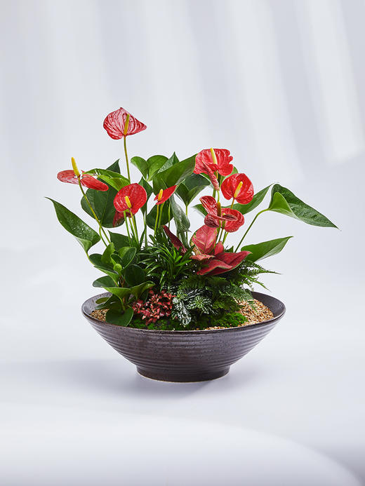 匠心臻礼 | 大展宏图 商品图1