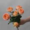 「单品花材」杏色蕾丝多头玫瑰 商品缩略图0