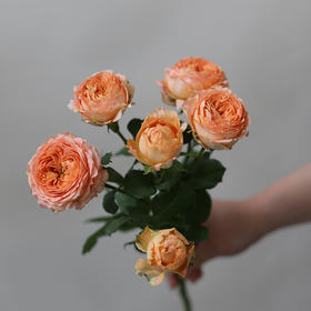 「单品花材」杏色蕾丝多头玫瑰