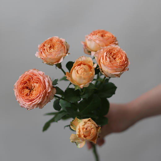 「单品花材」杏色蕾丝多头玫瑰 商品图0