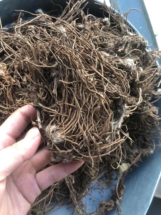 云南白头翁 商品图1