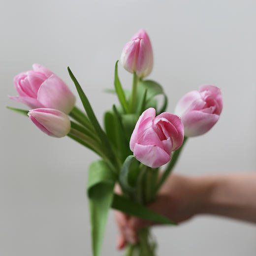 「单品花材」荷兰粉色郁金香（2枝） 商品图1