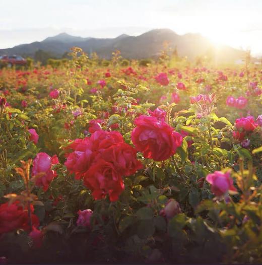 昆明【高原重瓣玫瑰蜜】醇香甜蜜 浓郁芬芳 自然玫瑰与天然蜂蜜的甜蜜融合！ 商品图4