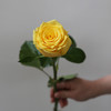 「单品花材」金枝玉叶玫瑰 商品缩略图0