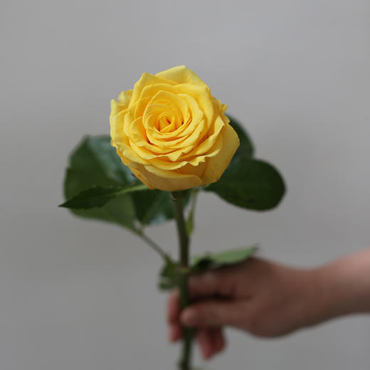 「单品花材」金枝玉叶玫瑰 商品图0