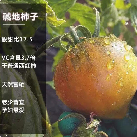 【又是一年成熟季，就是好吃】梁家院正宗盘锦碱地草莓柿子铁柿子净5斤，多年爆款产品，还是从前那个味儿~柿味浓郁，口感软沙，盘锦地理标志保护产品，顺丰/京东全国包邮（偏远地区除外） 商品图5