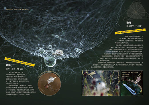 《博物》202106 蜘蛛 金刚与哥斯拉怎样进化 商品图6