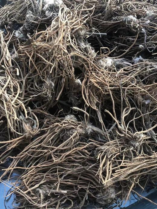 云南白头翁 商品图2