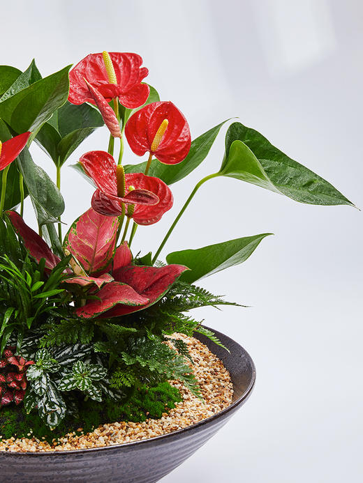 匠心臻礼 | 大展宏图 商品图2