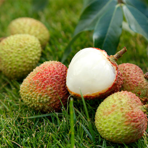 云南屏边高原妃子笑荔枝q弹嫩滑甜蜜爆汁果园现摘直发