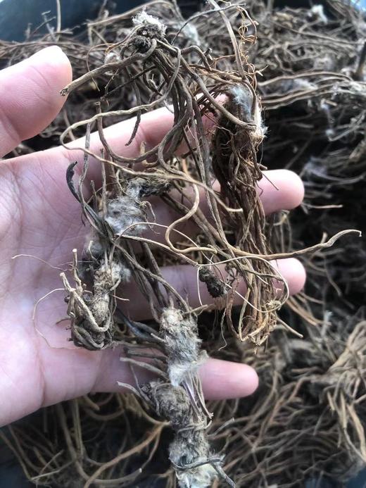 云南白头翁 商品图3