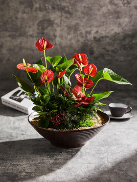 匠心臻礼 | 大展宏图