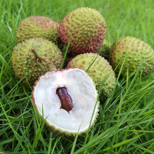 云南屏边高原妃子笑荔枝q弹嫩滑甜蜜爆汁果园现摘直发