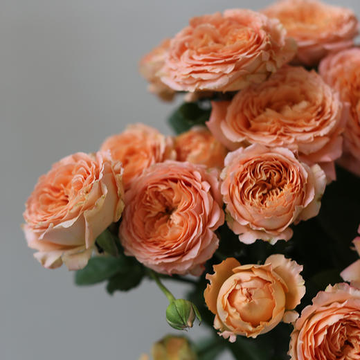 「单品花材」杏色蕾丝多头玫瑰 商品图1