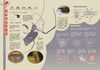 《博物》202106 蜘蛛 金刚与哥斯拉怎样进化 商品缩略图3