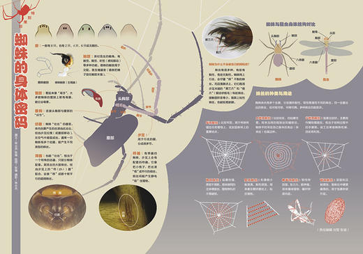 《博物》202106 蜘蛛 金刚与哥斯拉怎样进化 商品图3