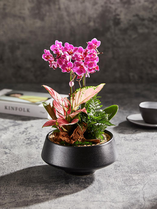 蝴蝶兰A007 商品图0