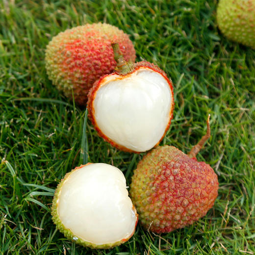 云南屏边高原妃子笑荔枝q弹嫩滑甜蜜爆汁果园现摘直发