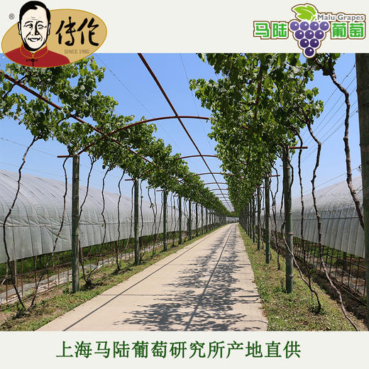 冰糖甜  白罗莎4斤装-传伦精品葡萄 商品图3