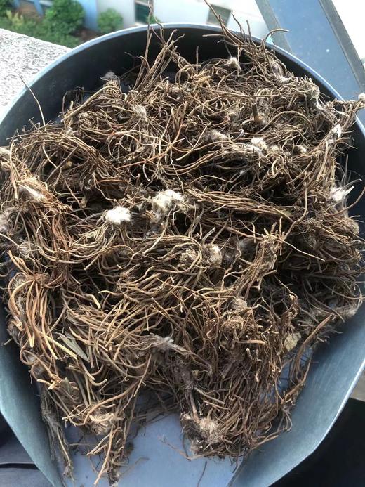 云南白头翁 商品图0