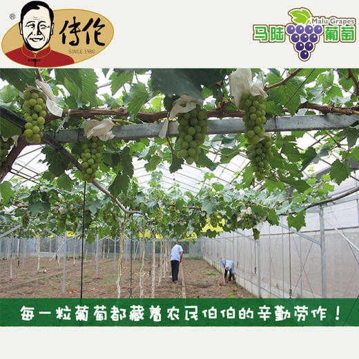 传伦葡萄 6斤礼盒装 马陆精品葡萄 商品图9