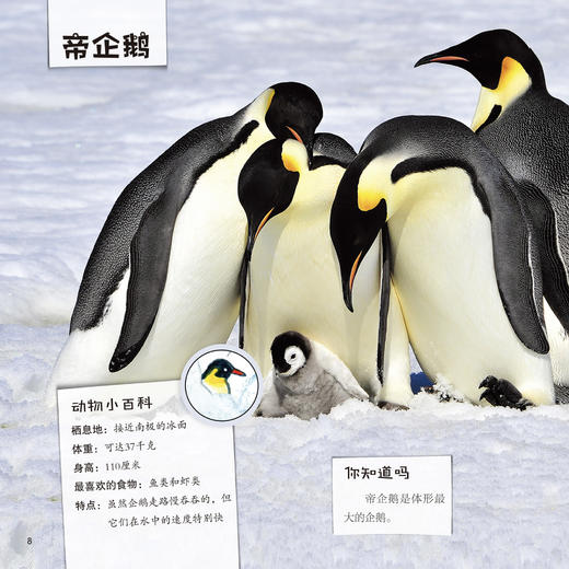 《我的野生动物朋友》（全4册） 商品图7