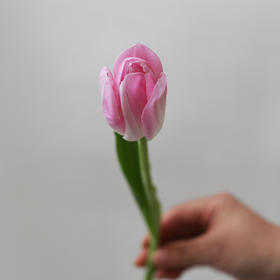 「单品花材」荷兰粉色郁金香（2枝）