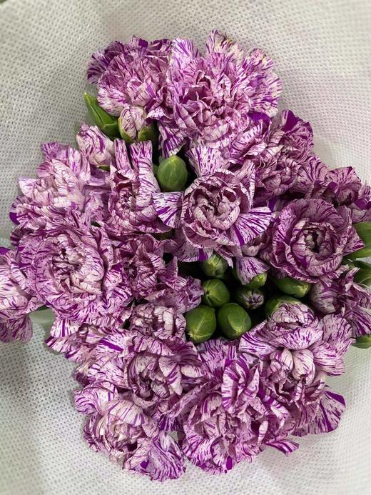 多头康乃馨 | 棒棒糖 商品图0