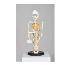 金氏彻平-《飞溅与薄片（人骨架/2017）#2 》