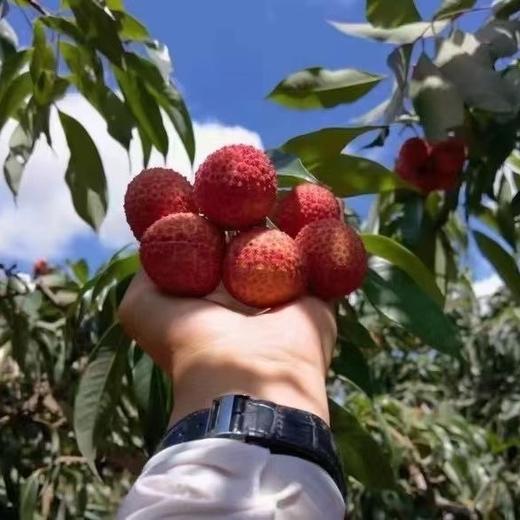 海南并蒂红无核荔枝 2.5斤装 手提烫金礼盒    排单发货 商品图10