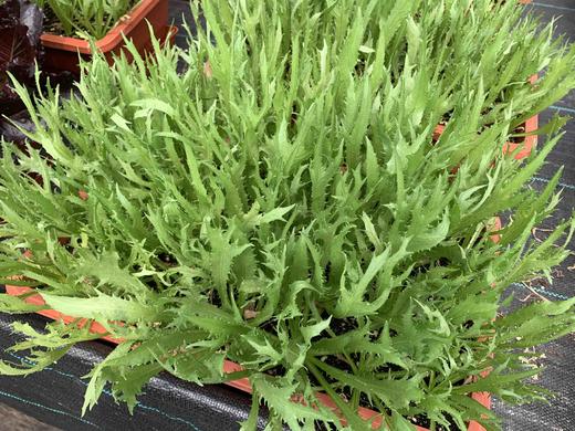 苦苣/生食（150g）穴植生态 商品图0