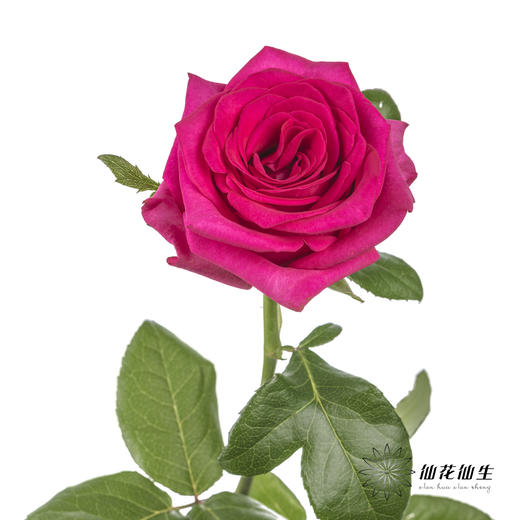 丽江基地单头玫瑰 | 弗洛伊德 商品图3