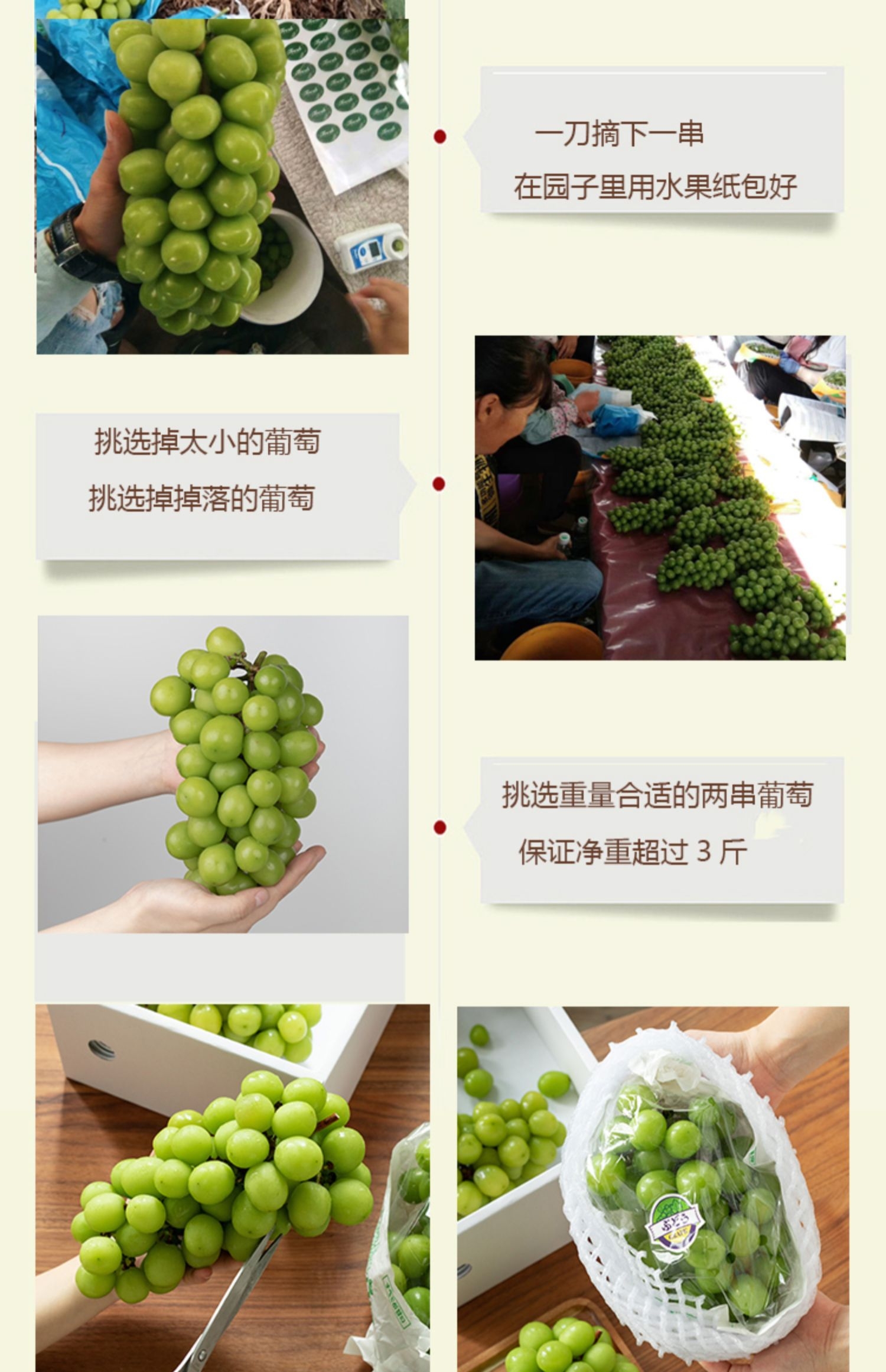 云南阳光玫瑰青提日本晴王香印青提无籽葡萄精品果礼盒装顺丰空运包邮