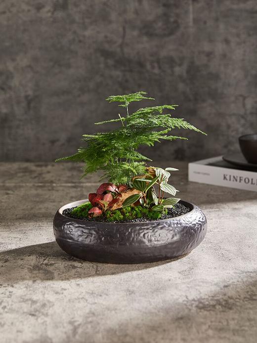 文竹A008 商品图1