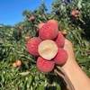 海南并蒂红无核荔枝 2.5斤装 手提烫金礼盒    排单发货 商品缩略图1