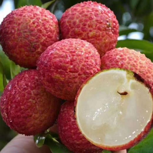 海南并蒂红无核荔枝 2.5斤装 手提烫金礼盒    排单发货 商品图11