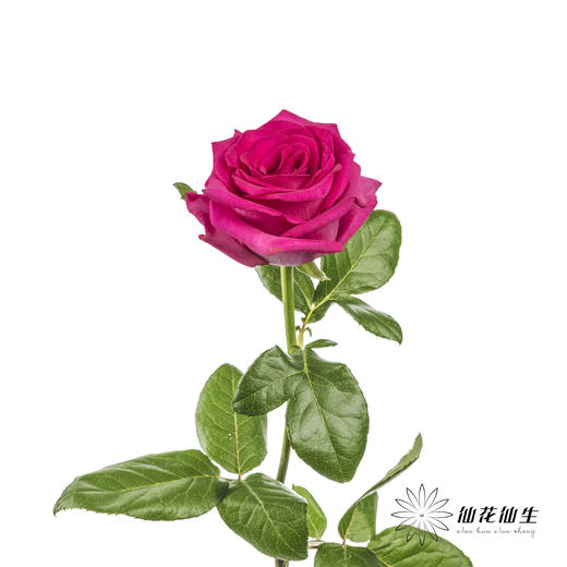 丽江基地单头玫瑰 | 弗洛伊德 商品图4