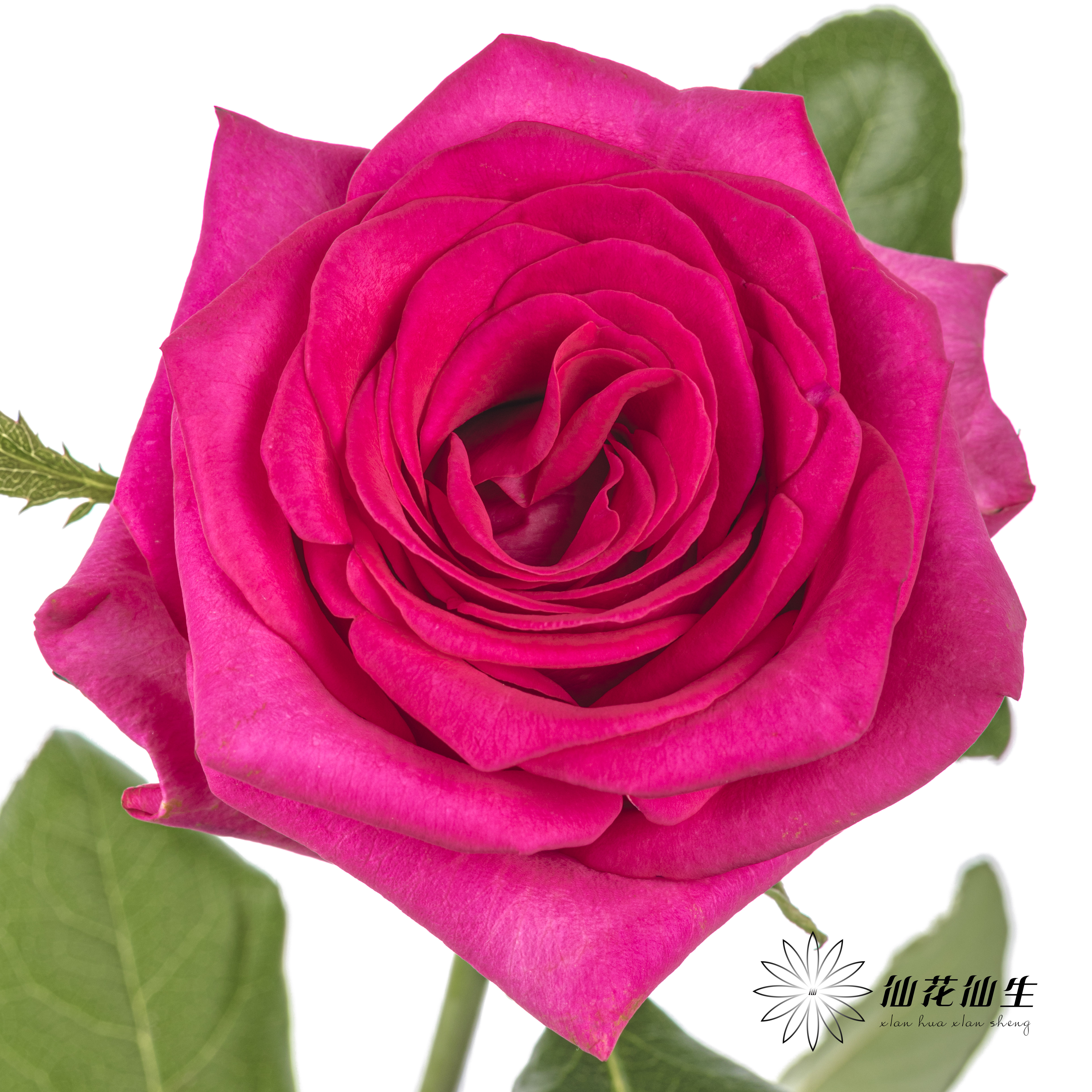 丽江基地单头玫瑰 | 弗洛伊德