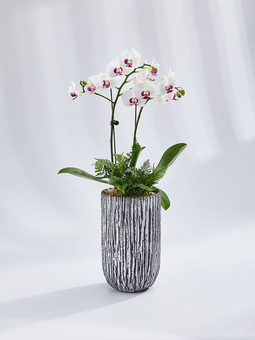 精品至礼 | 清芬兰韵 商品图1