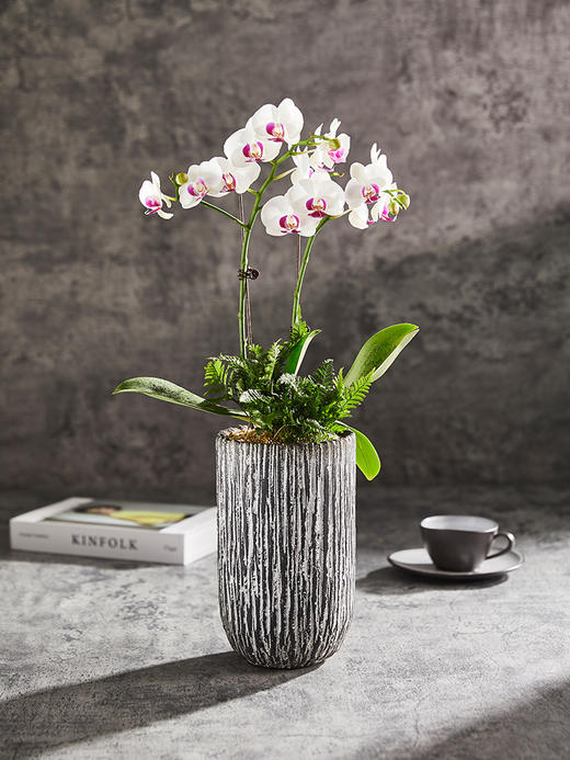 精品至礼 | 清芬兰韵 商品图0