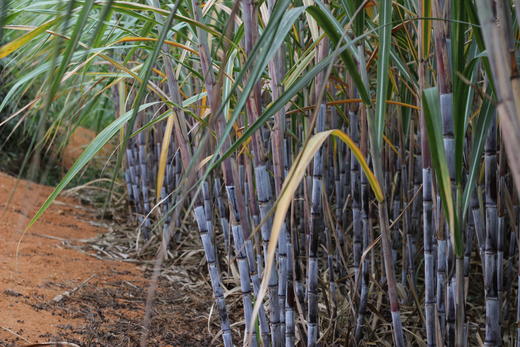 糖溪果云南古法老冰糖——这个炎夏、迎风而来 商品图2