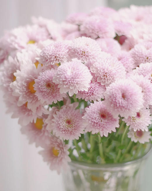 优选小雏菊9支送1支份颜色随机夏天最好养的鲜花之一